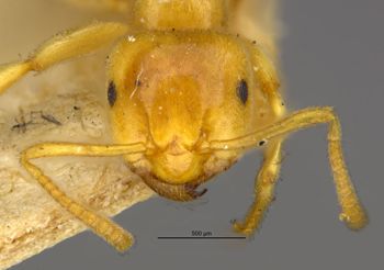 Media type: image;   Entomology 21689 Aspect: head frontal view